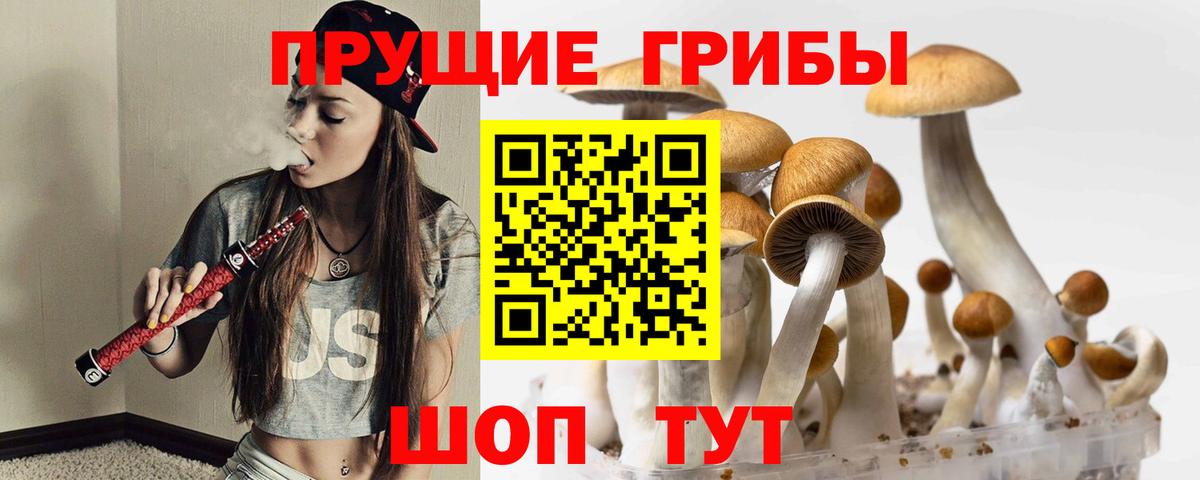 Псилоцибиновые грибы Cubensis Казань